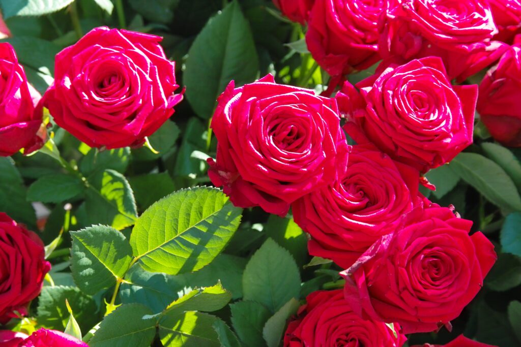 Vibrant Red Roses Wallpaper Background with Green Leaves