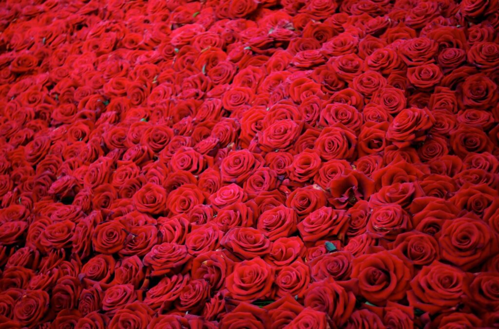 Vibrant Red Roses Wallpaper: Lush Romantic Floral Background