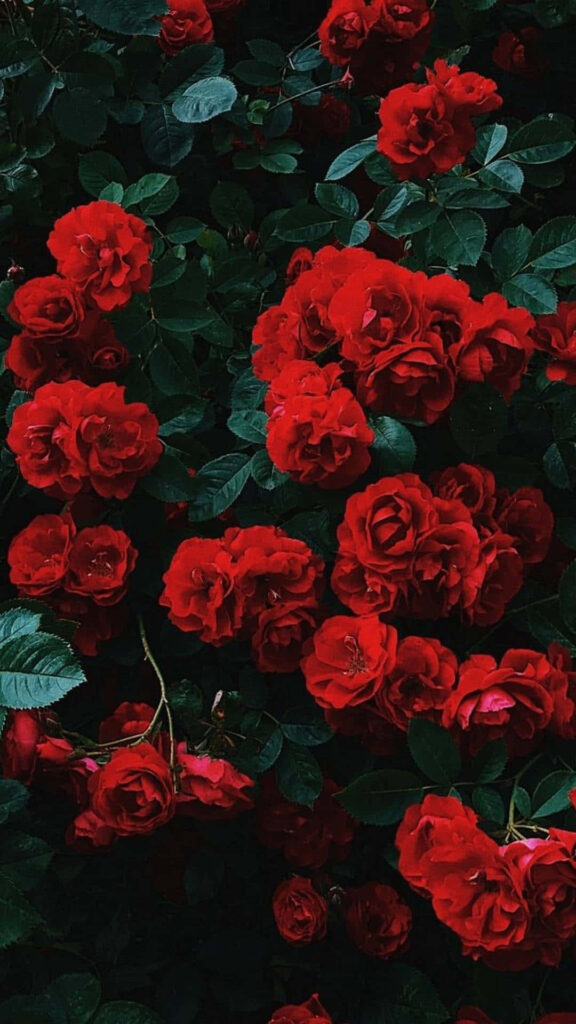Vibrant Red Roses on Deep Green Leaves - Nature's Beauty Wallpaper