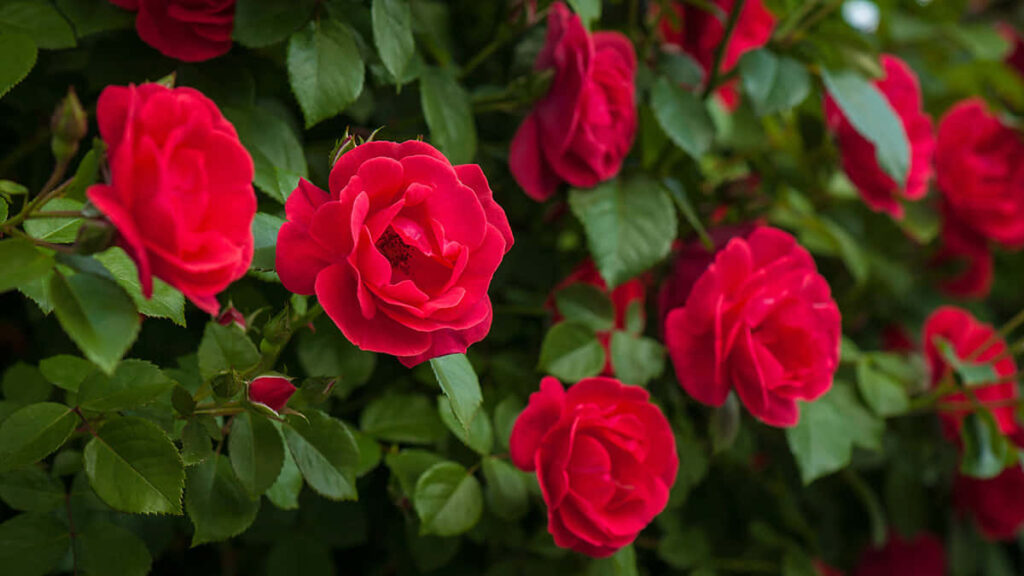 Stunning Red Roses Wallpaper: Nature's Vibrant Beauty in Green