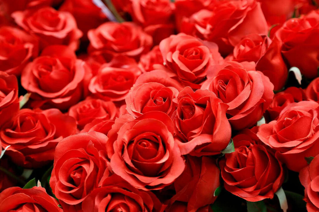 Vibrant Red Roses Wallpaper for Valentine's Day Love & Passion