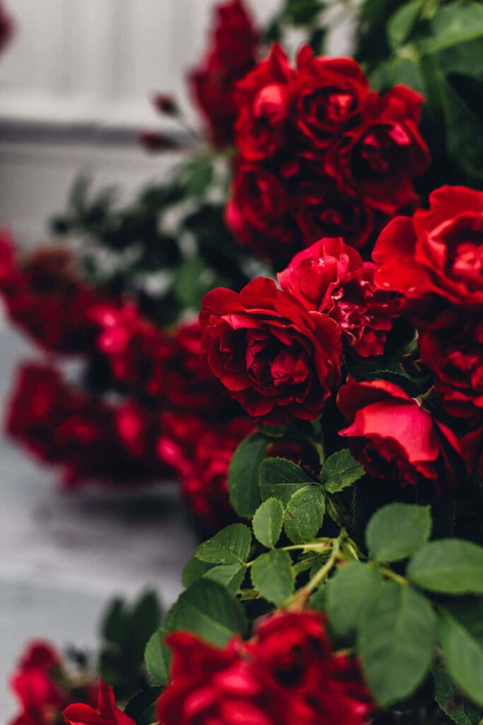 Vibrant Red Roses and Lush Greenery Wallpaper - Romantic Background