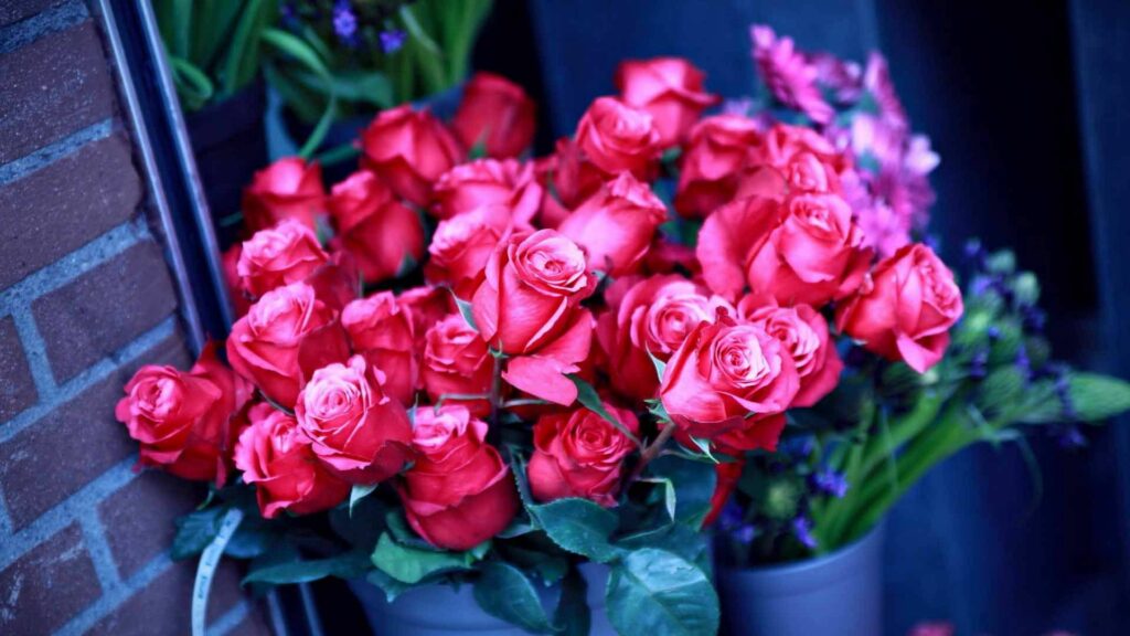 Vibrant Red Roses Wallpaper - Romantic Floral Background 1920x1080