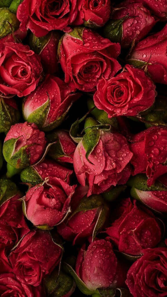 Romantic Red Roses Wallpaper with Dewdrops - Vibrant Background