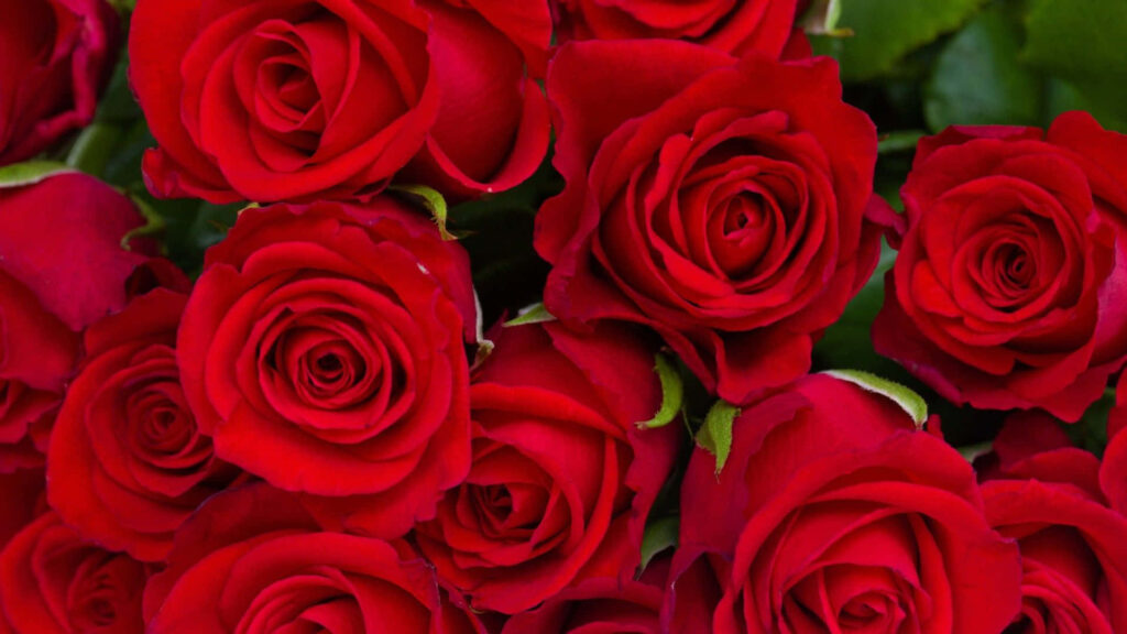 Vibrant Red Roses and Green Leaves Floral Wallpaper Background