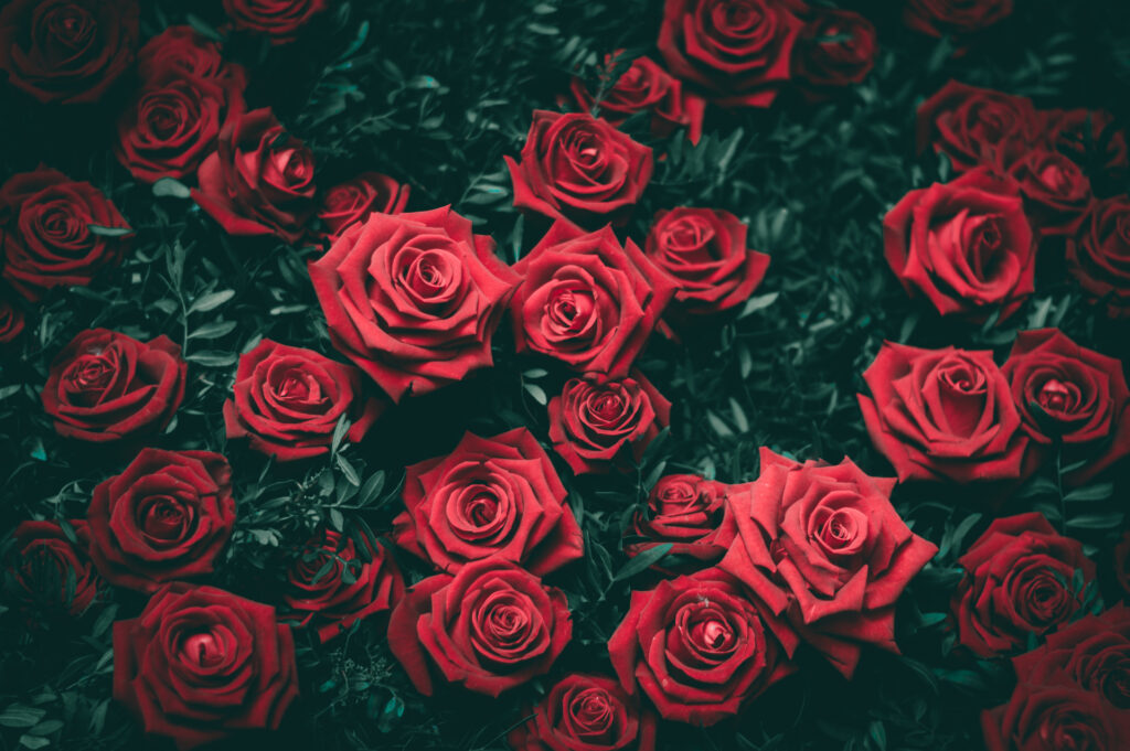 Vibrant Red Roses in Bloom: Elegant Floral Wallpaper Background