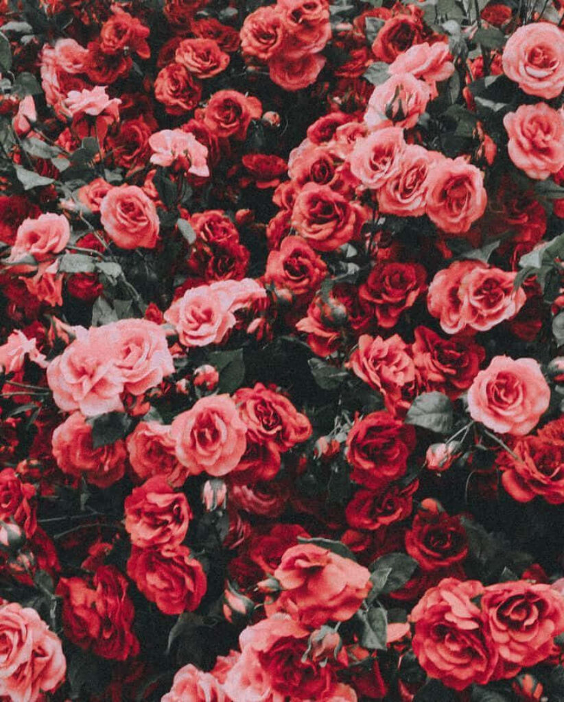 Vibrant Red Roses Wallpaper: Lush Floral Tapestry Background