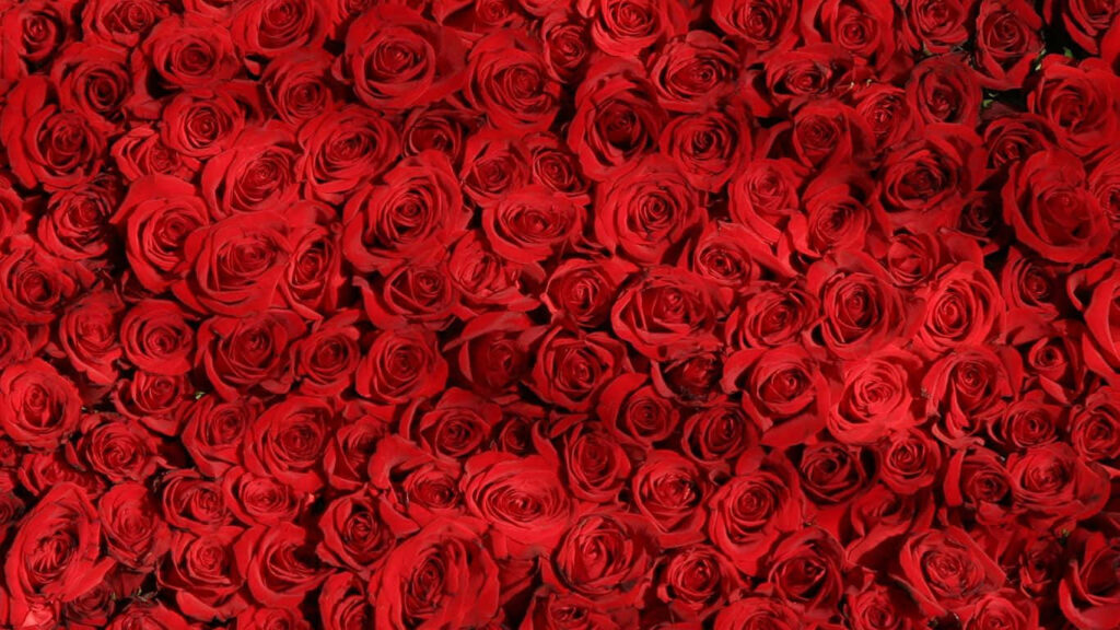Vibrant Red Roses Wallpaper: Romantic Laptop Background