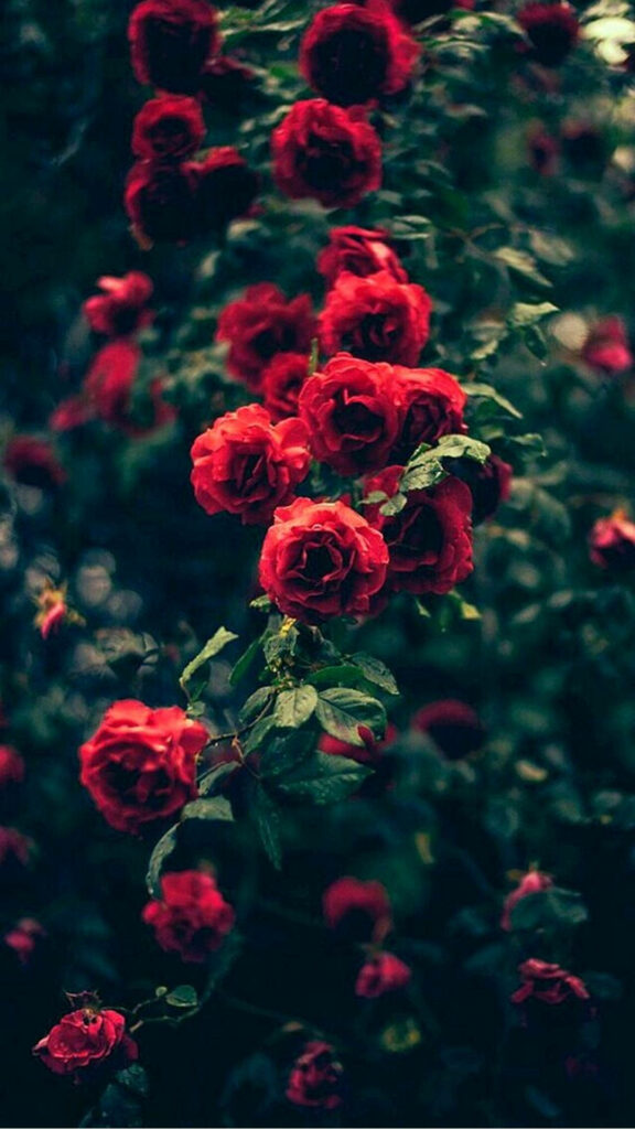 Vibrant Red Roses & Green Leaves: Stunning Indie Phone Wallpaper