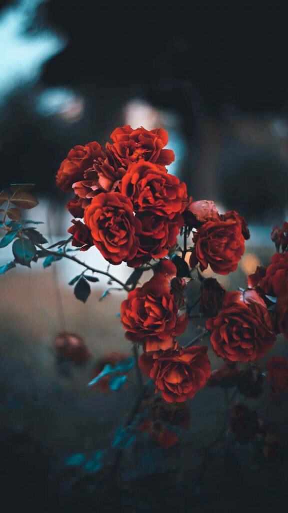 Vibrant Red Roses Wallpaper: Beauty & Passion on Dark Background