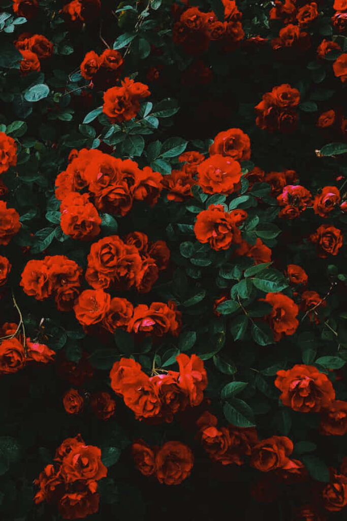 Red Roses: Striking Contrast Against Dark Verdant Background Wallpaper