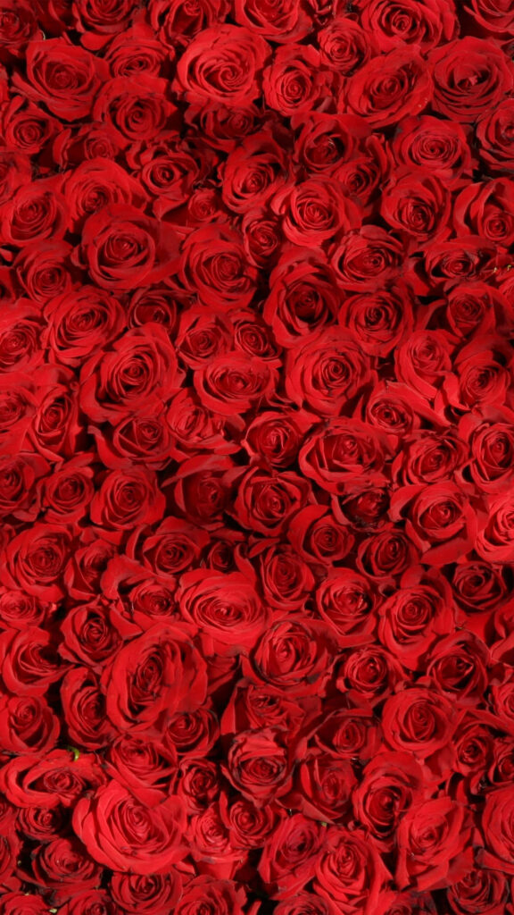 Vibrant Red Roses Wallpaper - Striking Floral Background