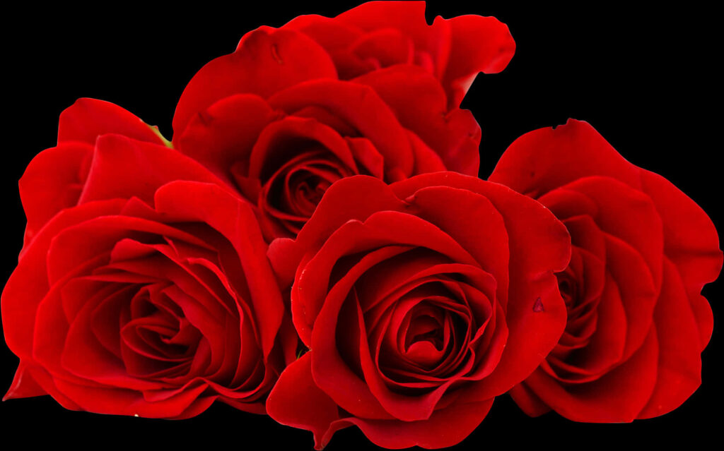 Vibrant Red Roses on Black Background: Rich Color & Delicate Petals Wallpaper