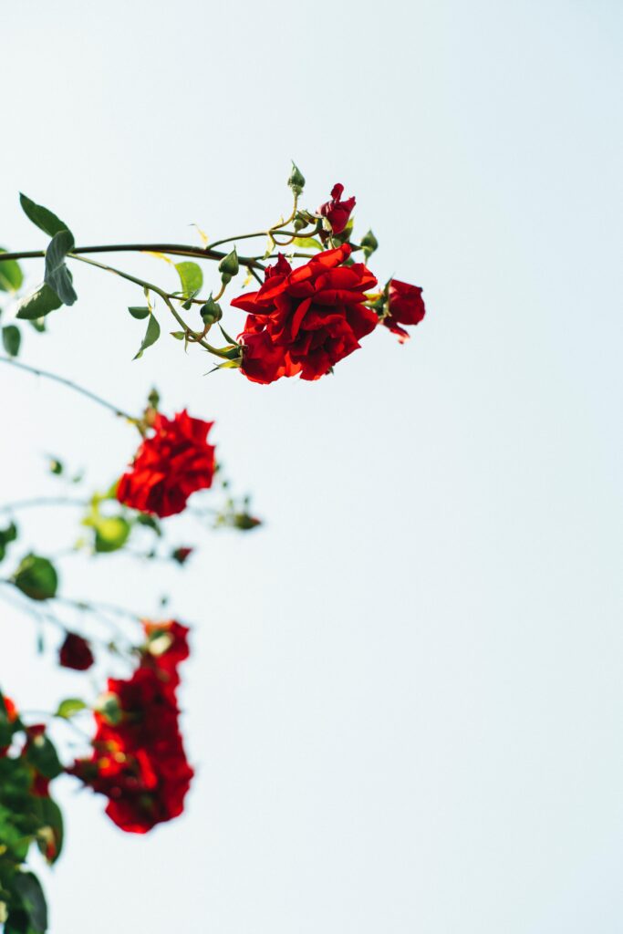 Vibrant Red Roses Blooming Against Clear Sky - Stunning Wallpaper Background