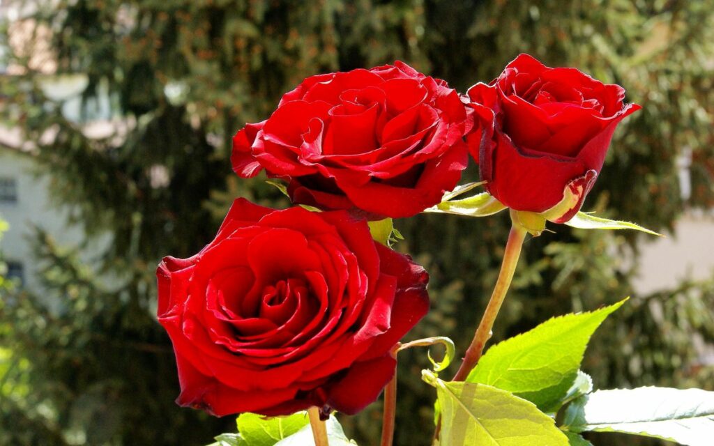 Vibrant Red Roses in Bloom: Stunning Greenery Background Wallpaper