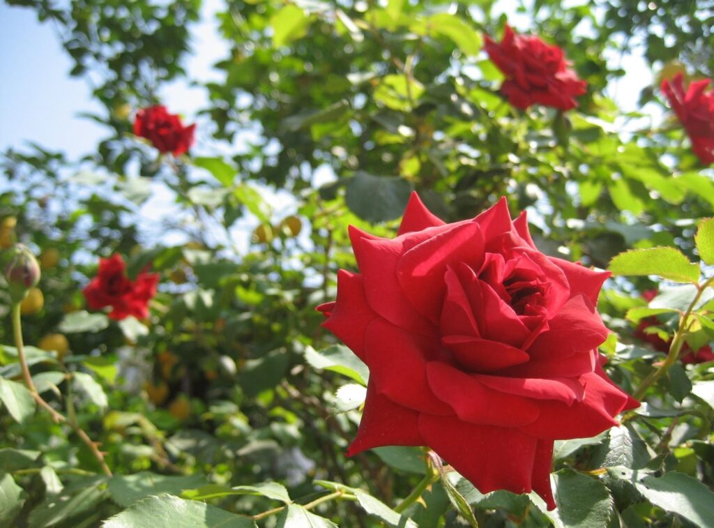 Vivid Red Roses Wallpaper: Summer Sun & Lush Green Background