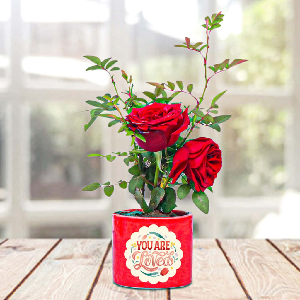 Vibrant Red Roses in Pot - You Are Loved | Blurred Background Wallpaper