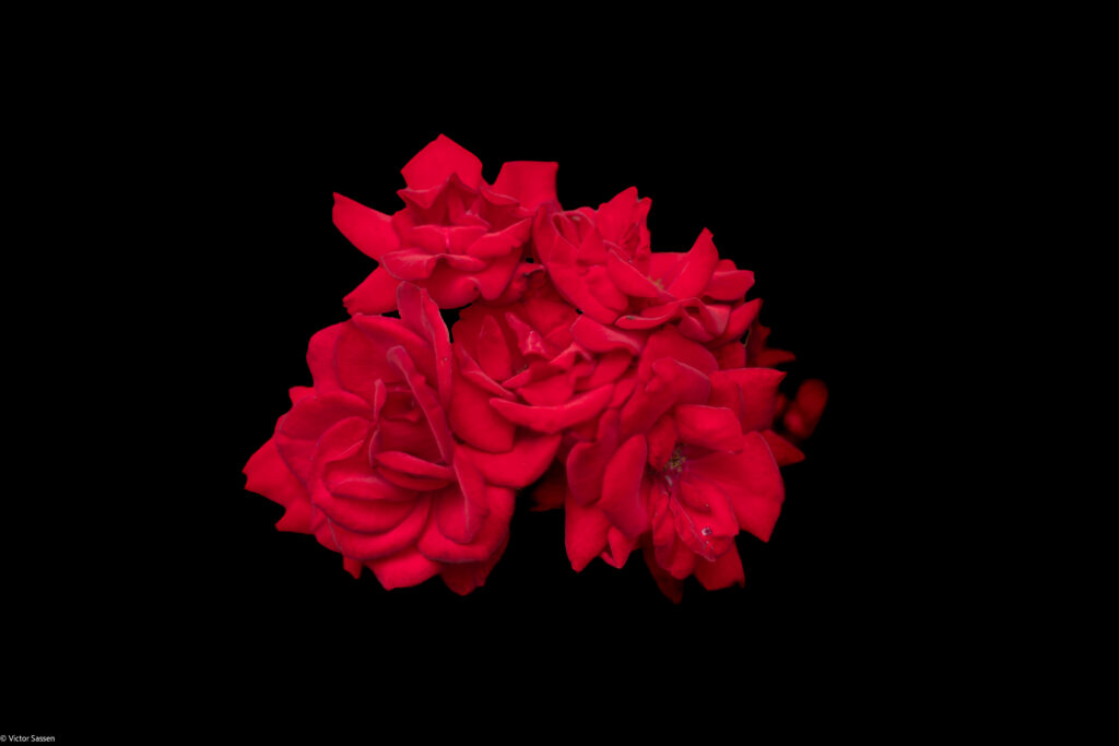 Vibrant Red Roses Wallpaper on Bold Black Background - Rich Texture