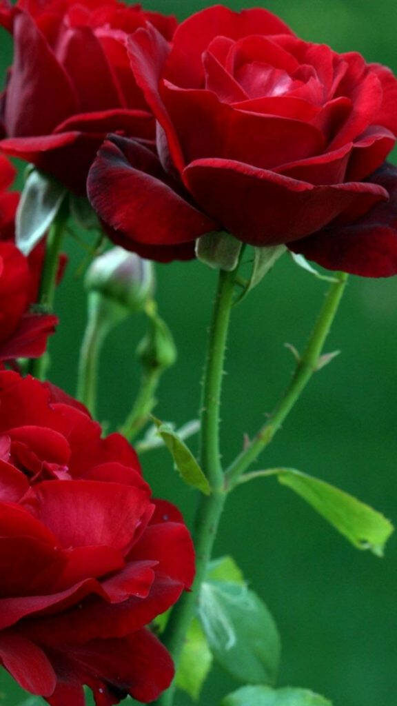 Lush Green Background with Vibrant Red Roses Wallpaper for iPhone