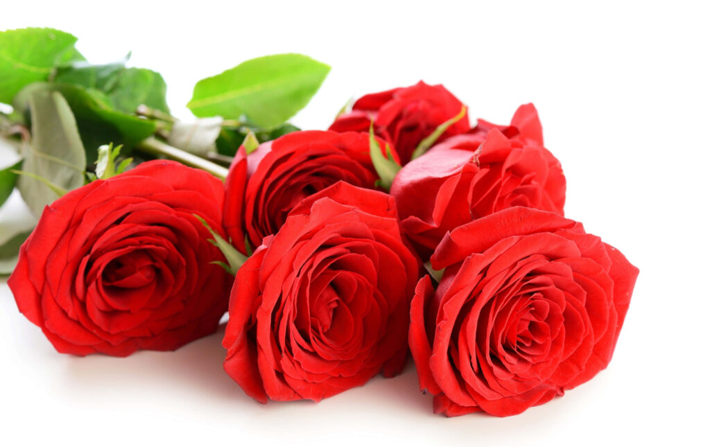 Vivid Red Roses on White Background: Rich Colors & Intricate Petals Wallpaper