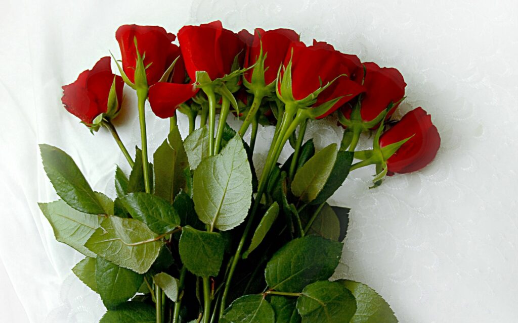 Vibrant Red Roses on Soft White Tablecloth - Elegant Floral Background Wallpaper