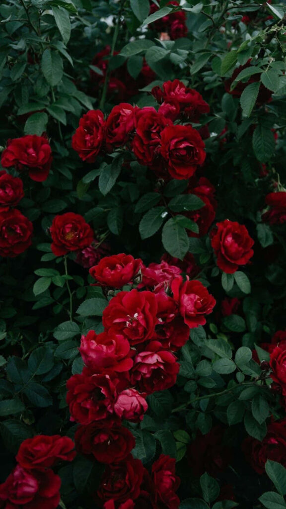 Vibrant Red Roses on Deep Green Leaves Wallpaper - Lush Background