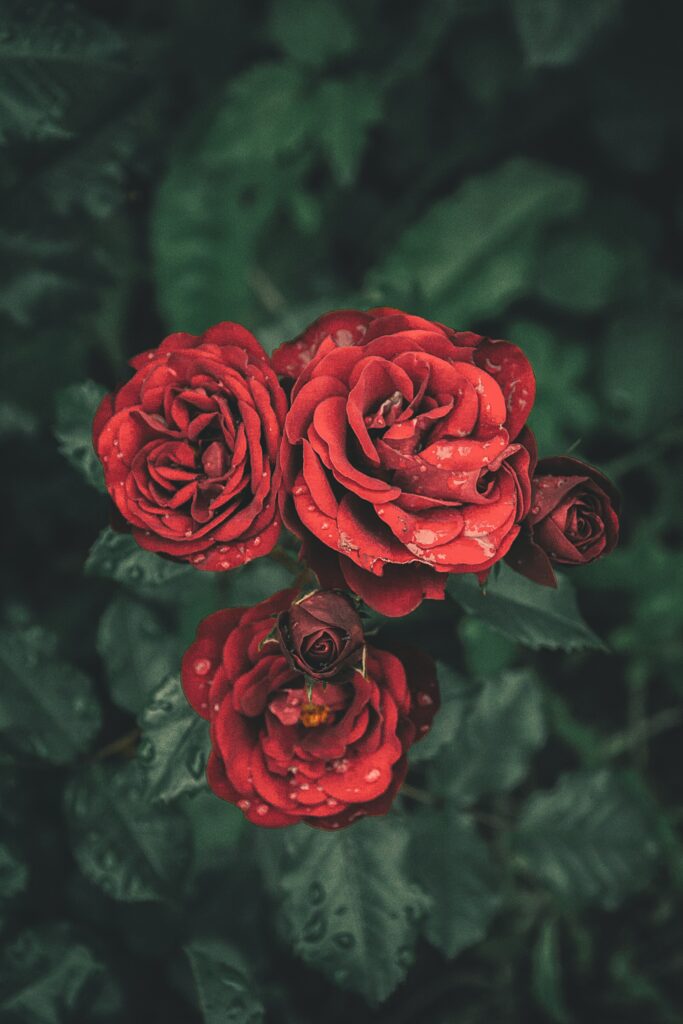 Elegant Red Roses with Dewy Petals on Lush Green Background Wallpaper