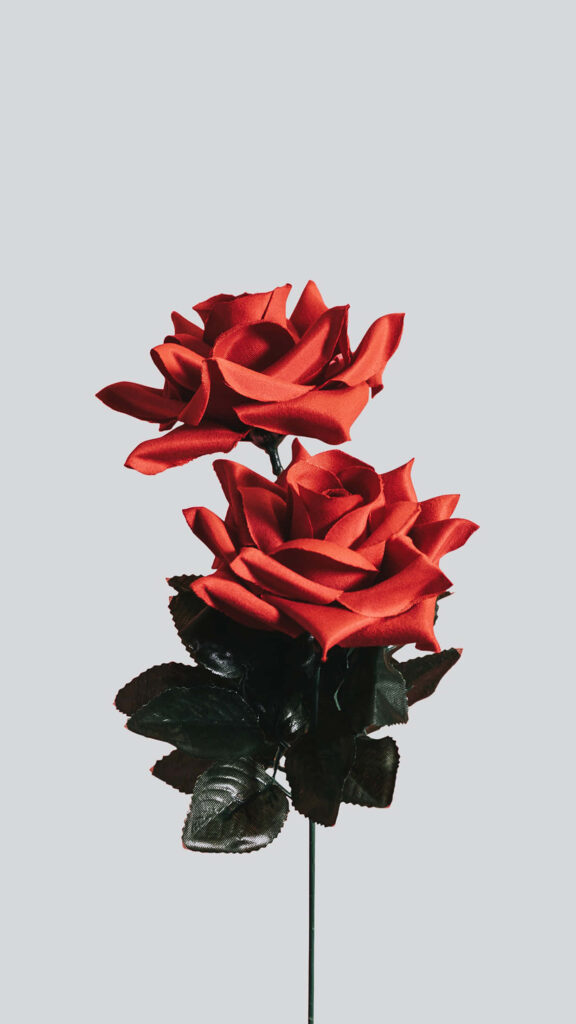 Elegant Red Roses on Light Gray Background: Nature's Beauty Wallpaper
