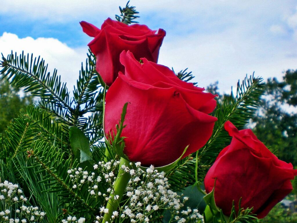 Vibrant Red Roses & Gypsophila Wallpaper Against Blue Sky Background