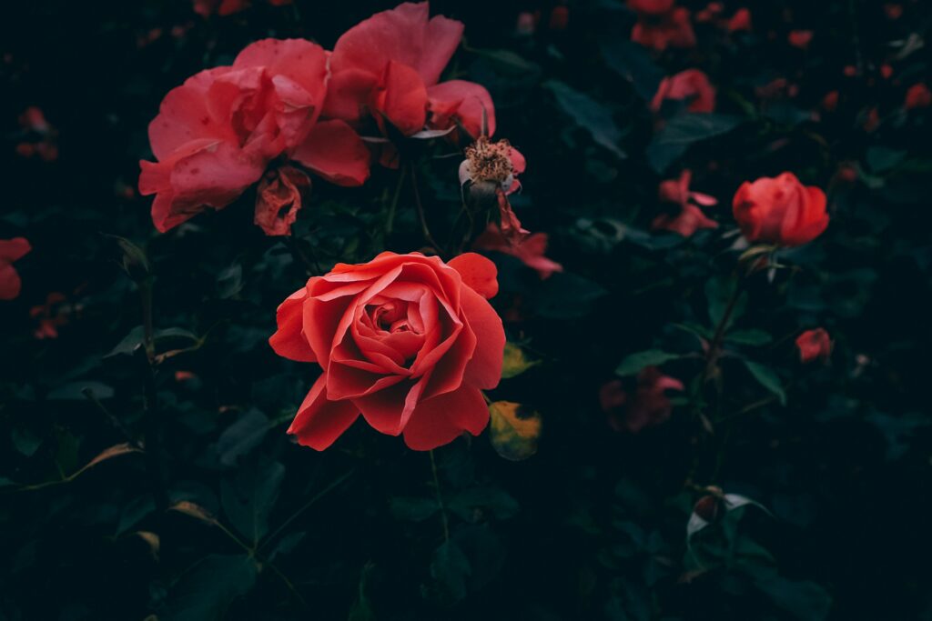 Vibrant Red Roses Wallpaper: Elegant Garden Scene with Lush Greenery