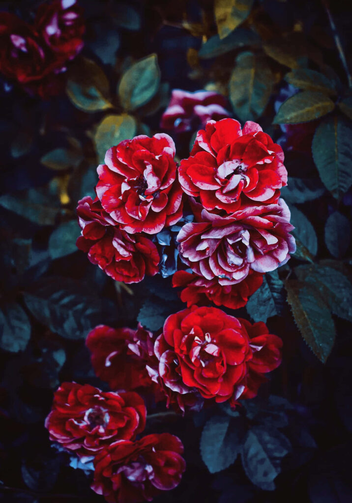Vibrant Red Roses with Lush Green Leaves – Romantic Floral Wallpaper