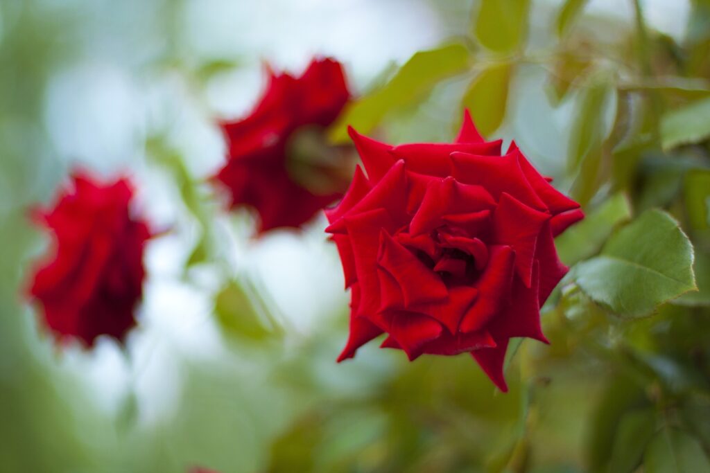 Vibrant Red Roses in Bloom: Lush Floral Background Wallpaper