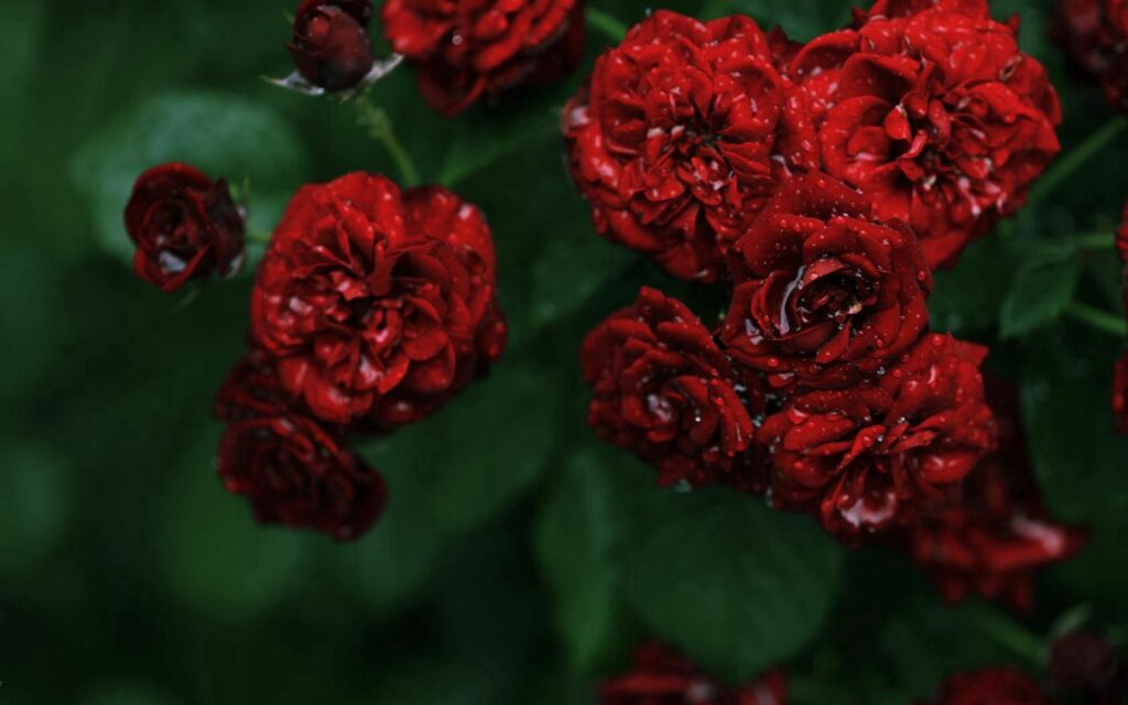Vibrant Red Roses Wallpaper with Water Drops on Lush Green Background