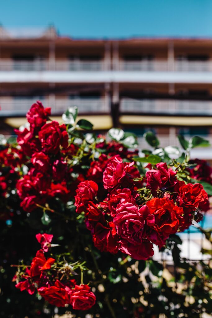 Stunning Red Roses in Bloom Against Softly Blurred Building Background Wallpaper