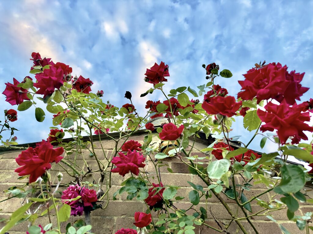Vibrant Red Roses on Brick Facade with Clear Blue Sky Background Wallpaper