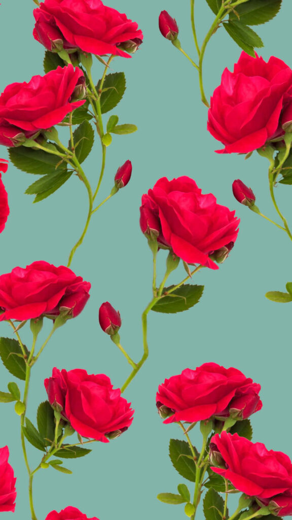 Vibrant Red Roses on Teal: Elegant Floral Wallpaper Background