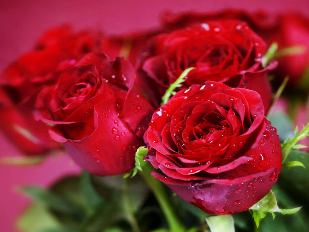 Vibrant Red Roses with Dewdrops: Lush Petals on Soft Blurred Background Wallpaper