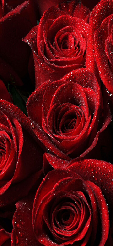 Vibrant Red Roses with Dewdrops Wallpaper for Samsung Galaxy S22