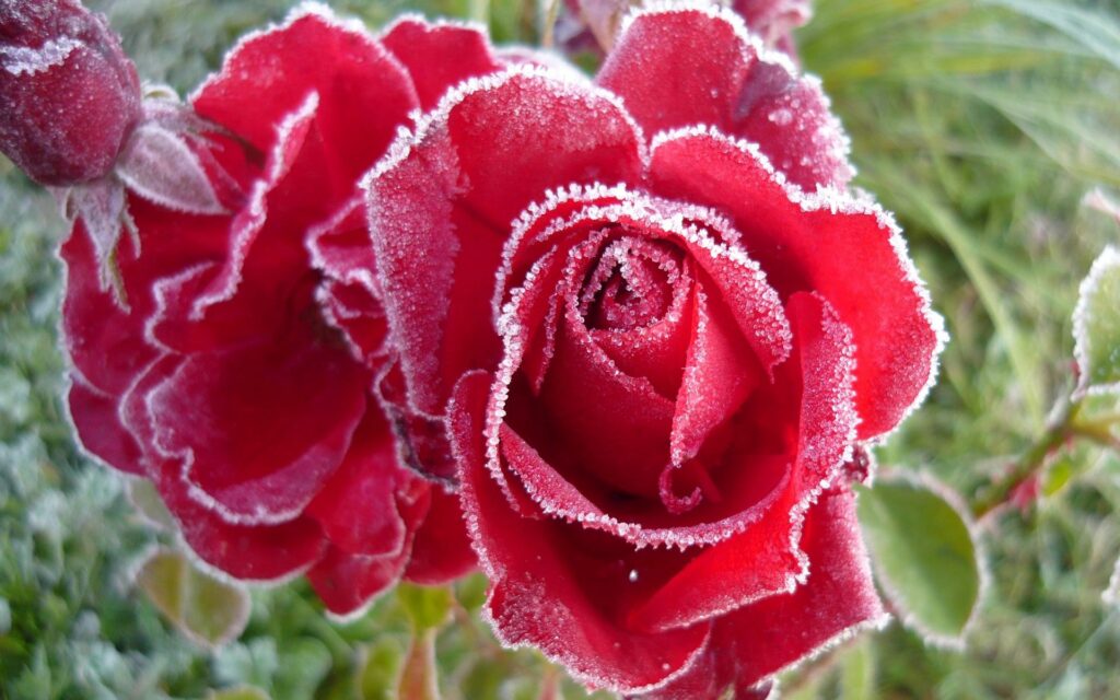 Vibrant Red Roses with Frost - Stunning Close-Up Wallpaper 1920x1200