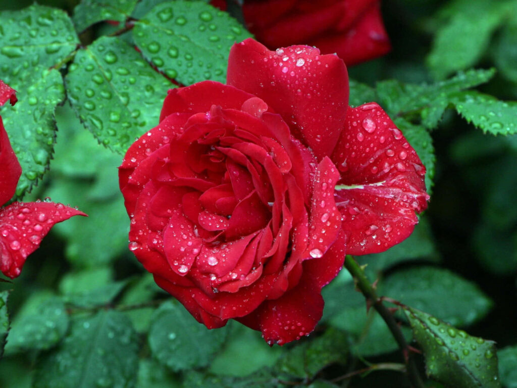 Dazzling Red Roses with Water Droplets - Romantic Laptop Wallpaper