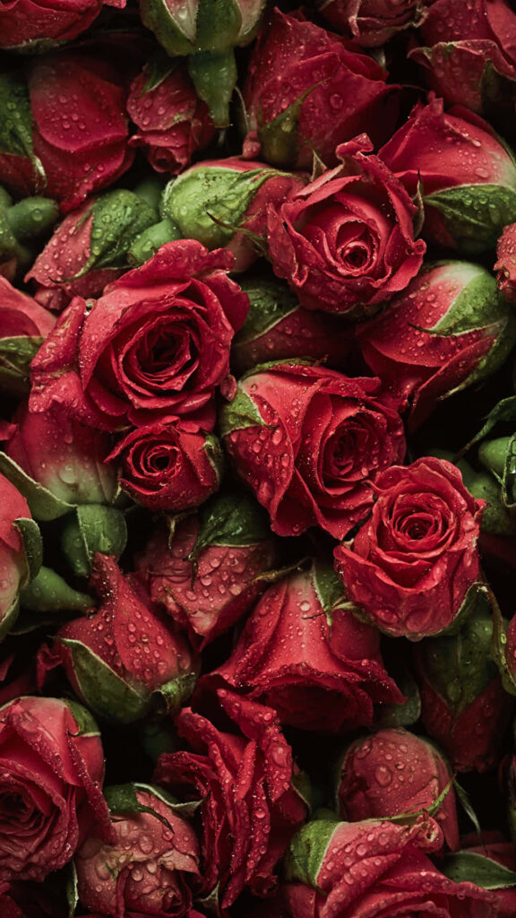 Vibrant Red Roses with Water Droplets - Romantic Floral Wallpaper