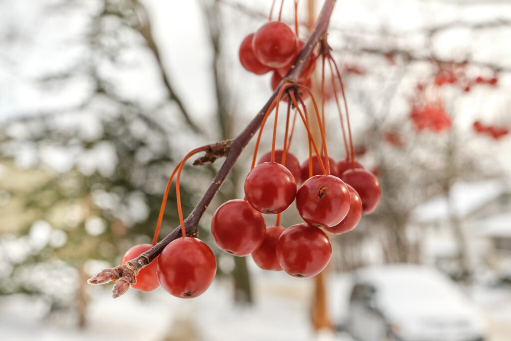 Vibrant Red Rowan Berries Macro Shot - Winter Wallpaper Background