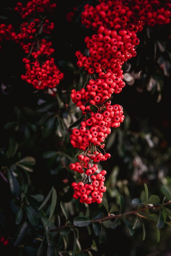Vibrant red rowan berries cluster on dark green leaves detailed natural wallpaper background