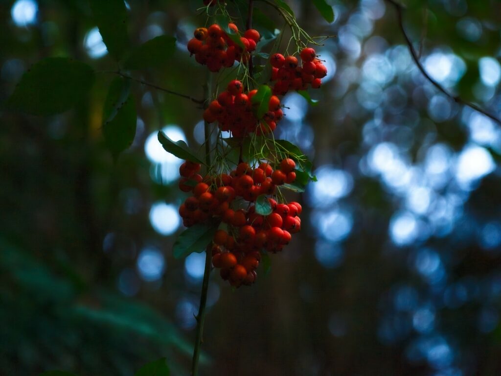 Serene Wallpaper: Vibrant Red Rowan Berries & Green Foliage
