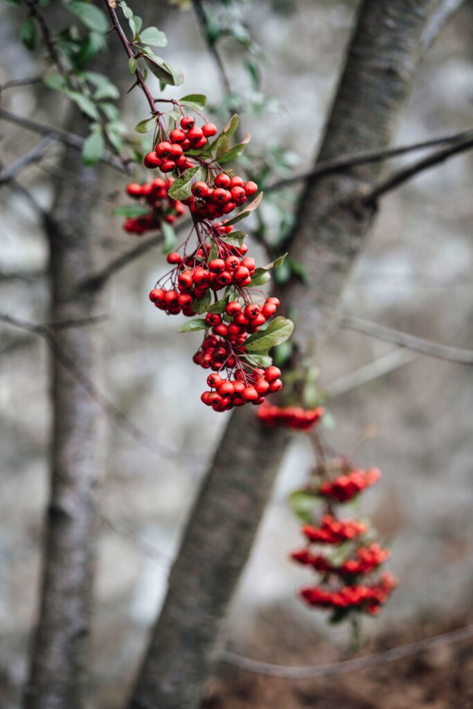 Vibrant red rowan berries on slender branch with blurred natural tree trunk background wallpaper