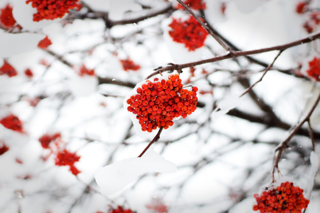 Vibrant red rowan berries on snow-covered branches create a striking winter nature scene wallpaper