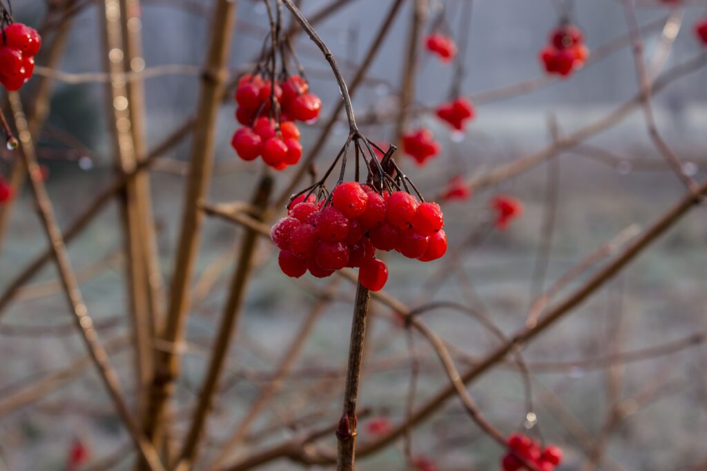 Vibrant red rowan berries with dew drops on slender branches against a soft background Wallpaper