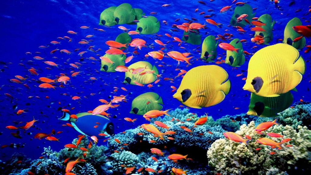 Vibrant Red Sea Wallpaper: Colorful Coral Reef & Tropical Fish