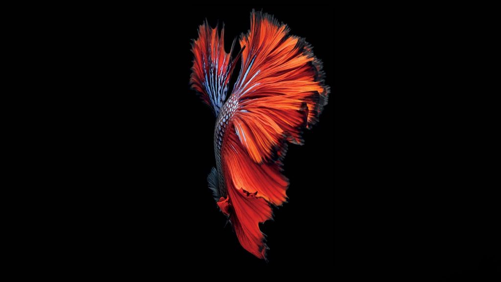 Vibrant red Siamese Fighting Fish with flowing fins on black background 4K Ultra HD wallpaper