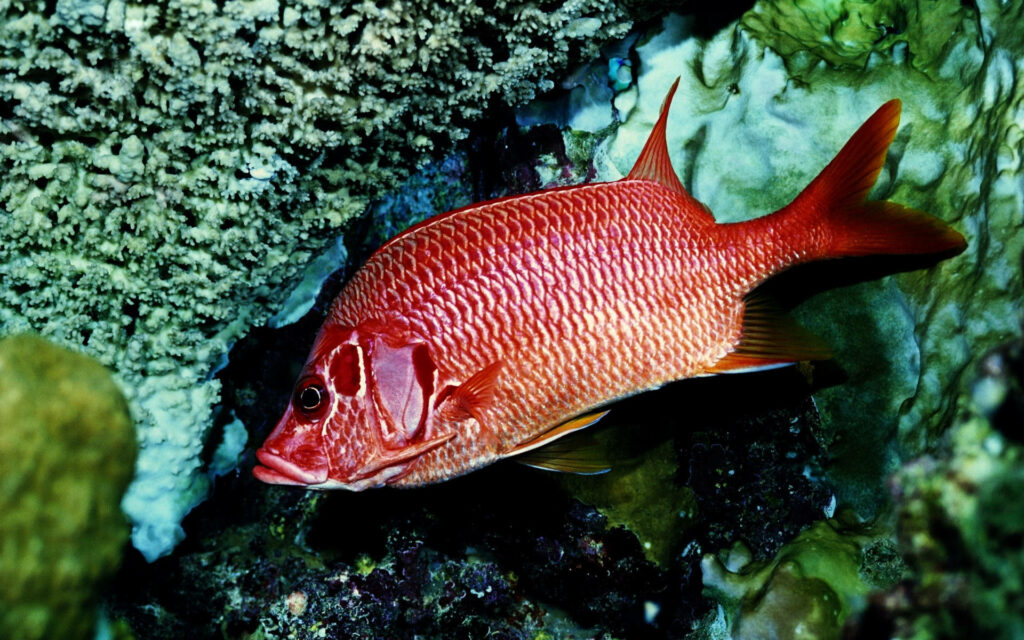 Vibrant Red Snapper Amid Colorful Coral Reefs - Marine Life Wallpaper